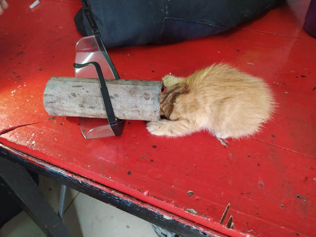 ORDU İTFAİYESİ YAVRU KEDİ İÇİN SEFERBER OLDU
